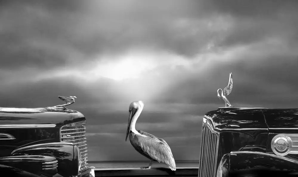 BUTTERWORTH, LARRY: COMTEMPLATING THE PELICAN
