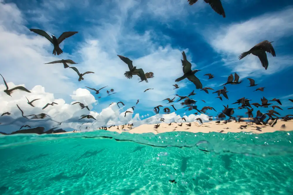 Gabriel, Barathieu: Ocean bird