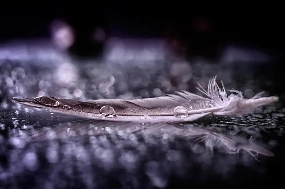 Fabiano, Alessandro: Feather and Drop II