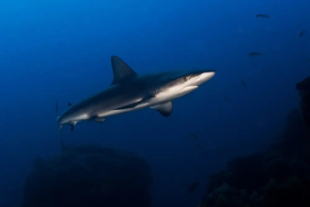 Tov, Ben Ilan: Juvenile Galapagos Shark