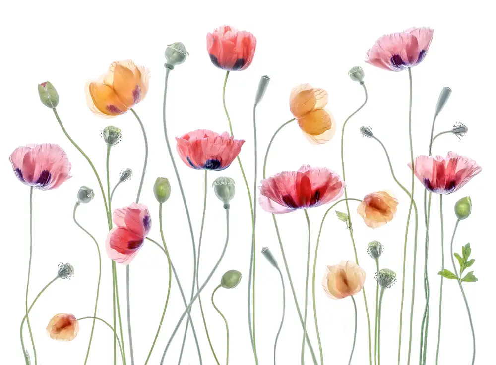 Disher, Mandy: Papaver party