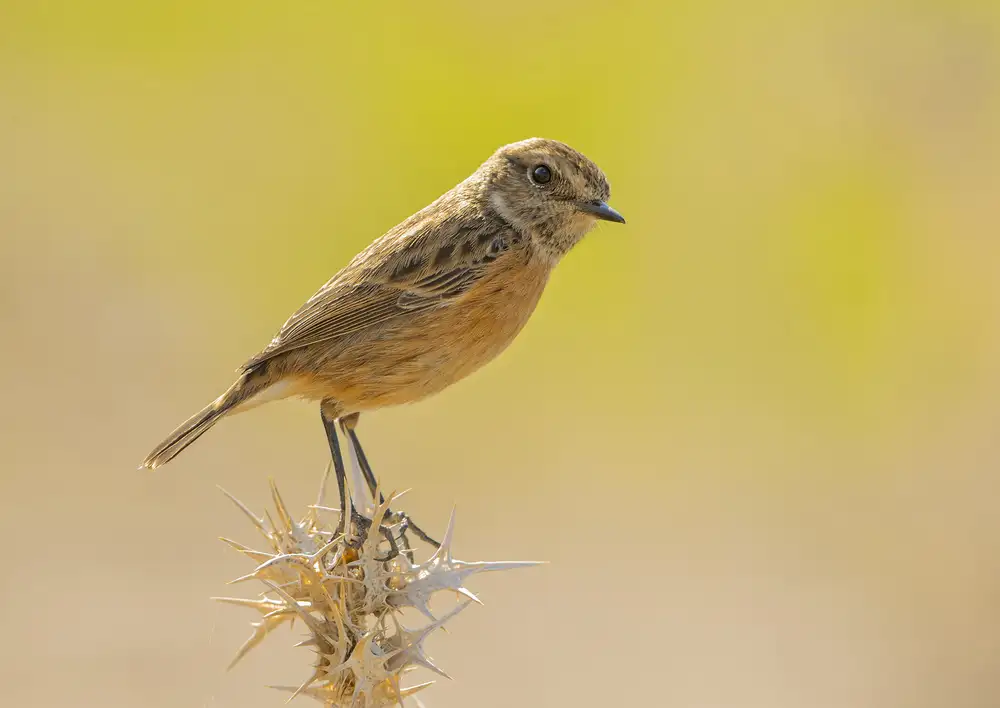 Waldmann, Shlomo: Braunkehlchen