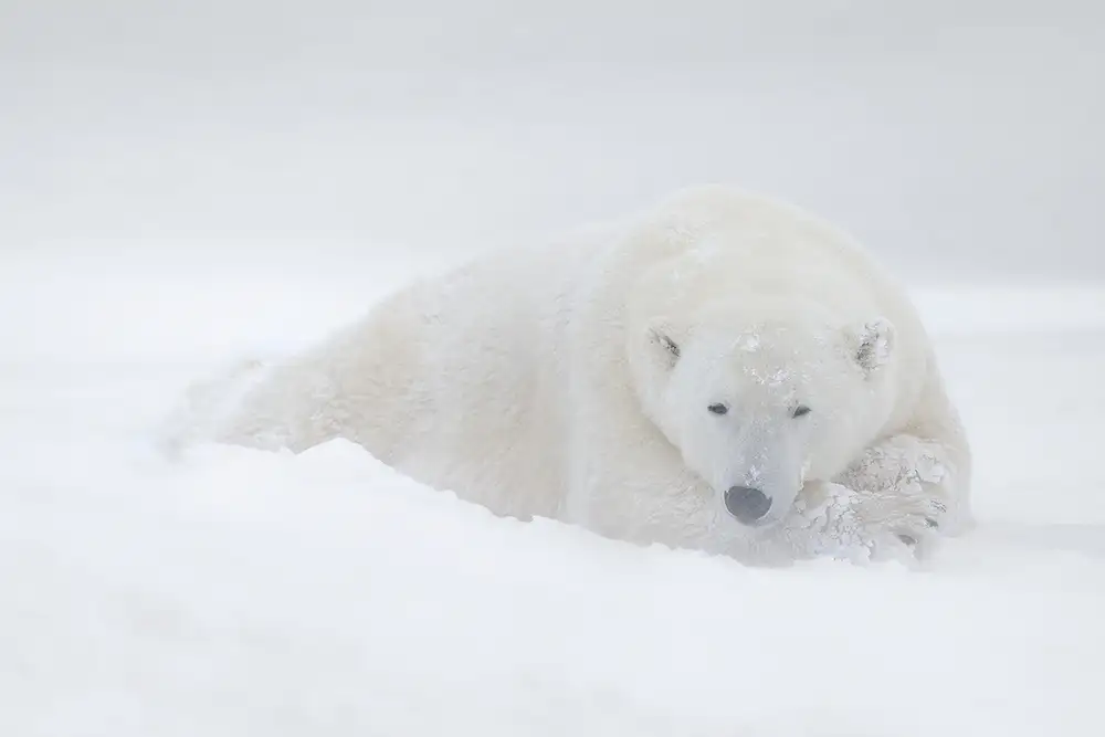 Pozzi, Marco: White