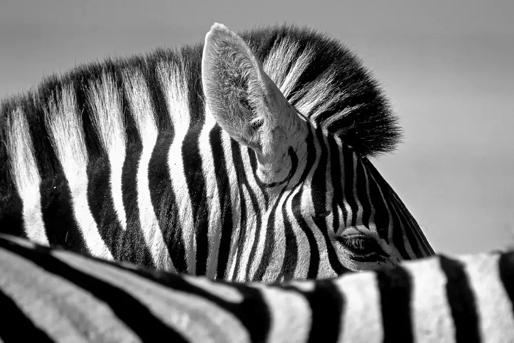 Pelissier, Marc: Curious Zebra