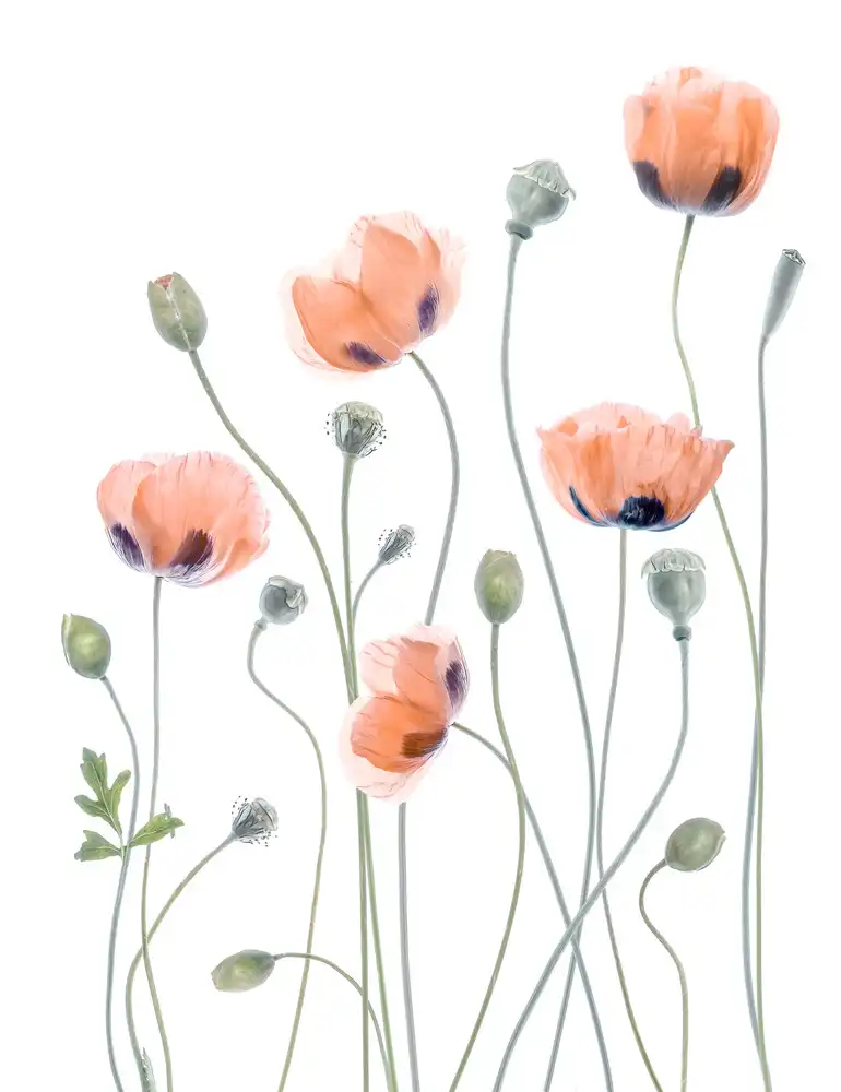 Disher, Mandy: Papaveri