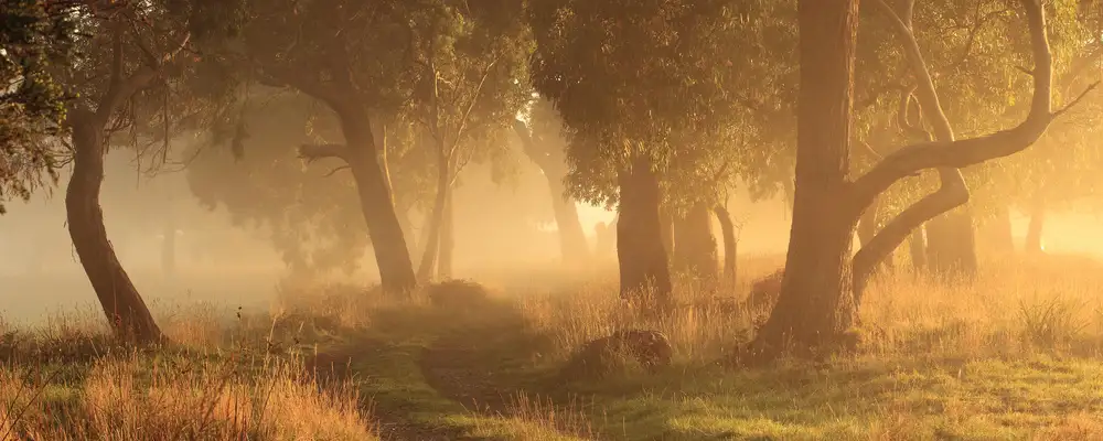 Smith, Garth: Morning Mist