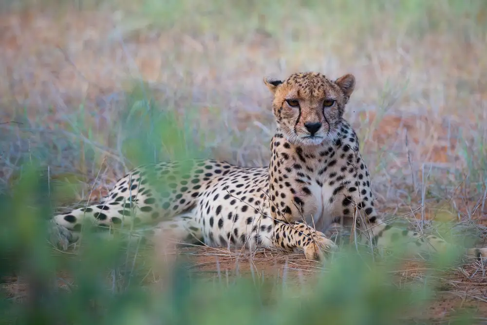 Marchegiani, Roberto: Guépard -Tsavo Est