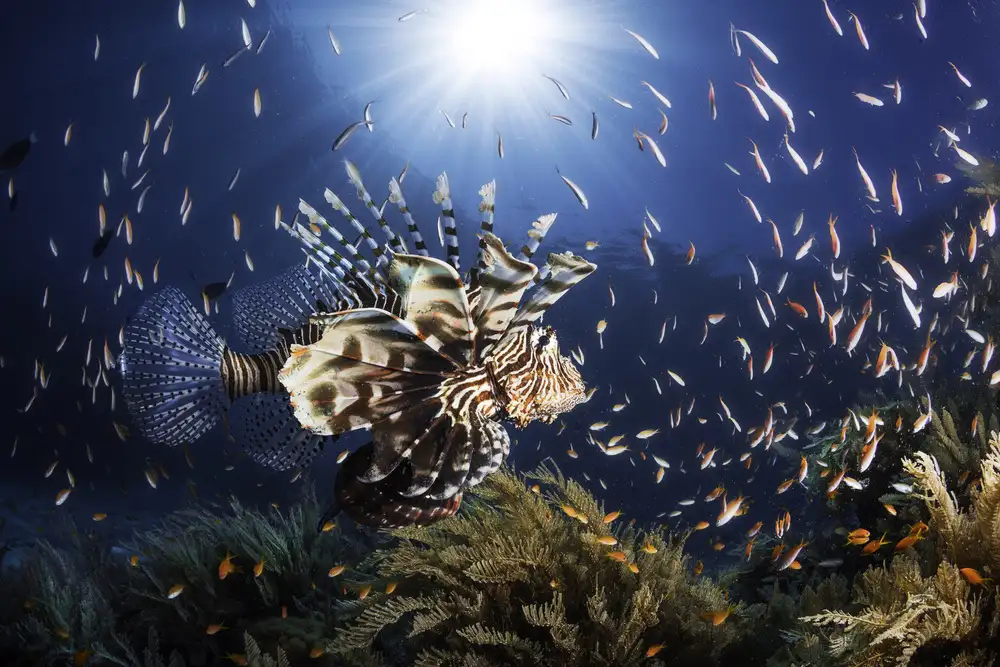 Gabriel, Barathieu: Lionfish