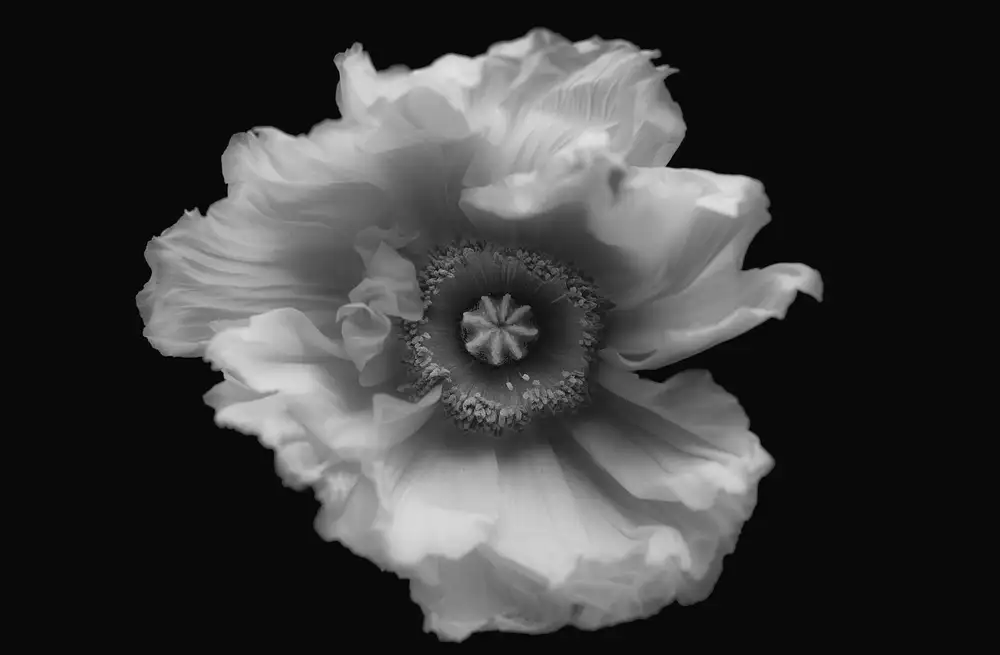 Grønkjær, Lotte: Poppy in mono