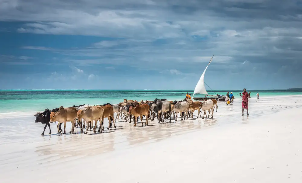 Sink, C. Jeffrey: Bovini Masai sulla spiaggia di Zanzibar