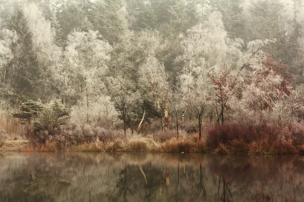 Dongen, van Anton: Frozen