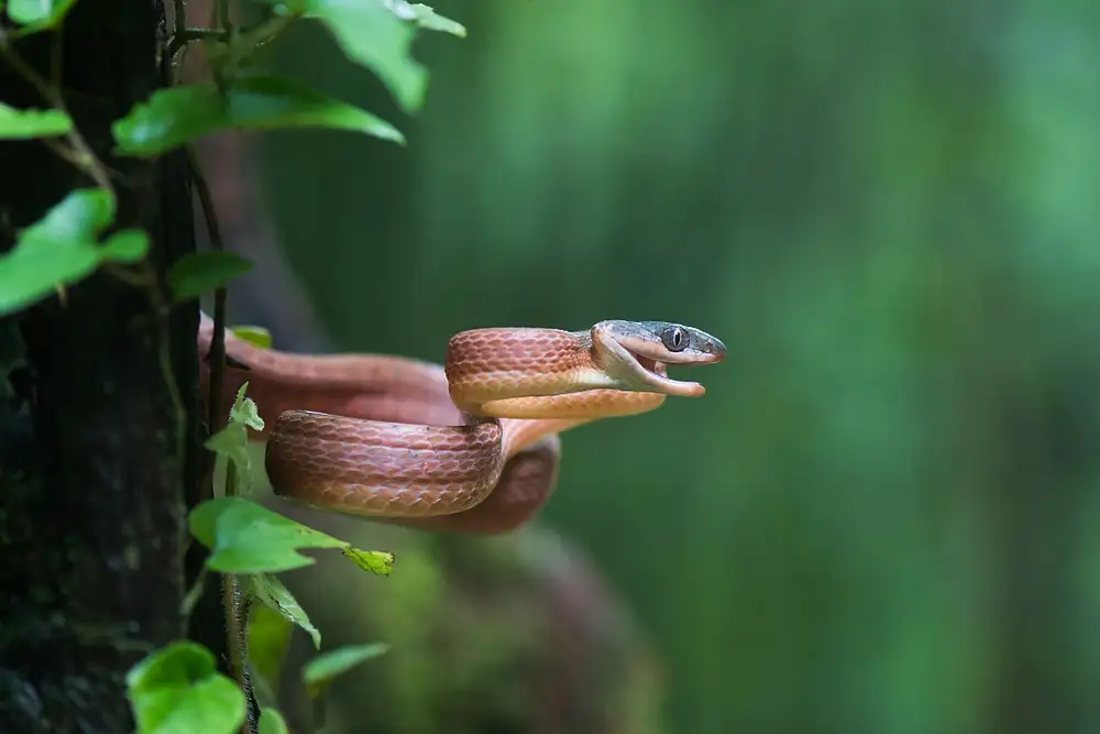 Hakonsen, Thor: Boiga nigriceps