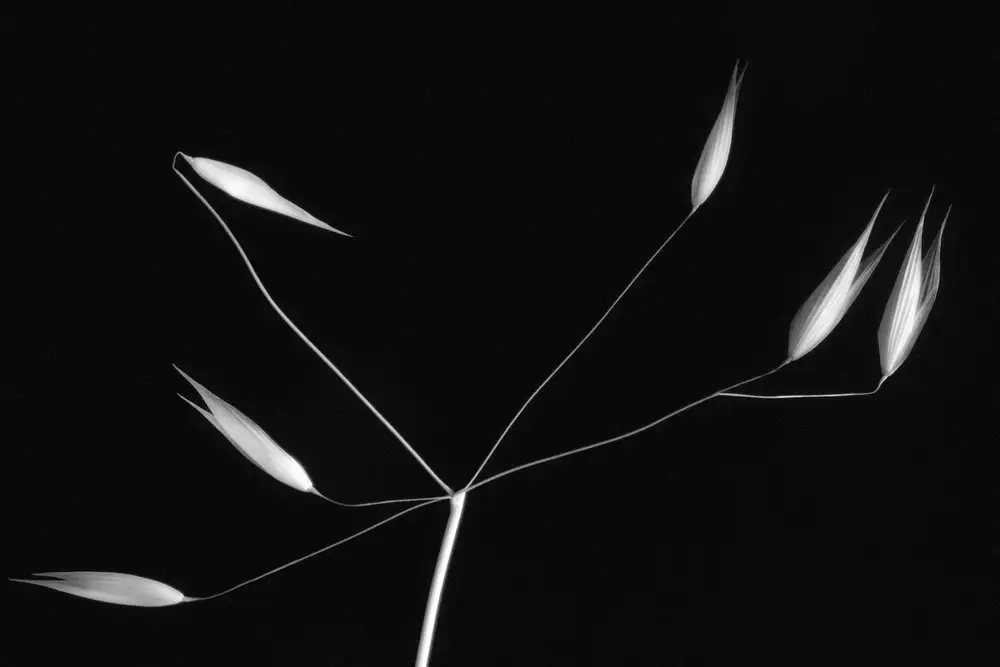 Azevedo, Olavo: Light and simplicity