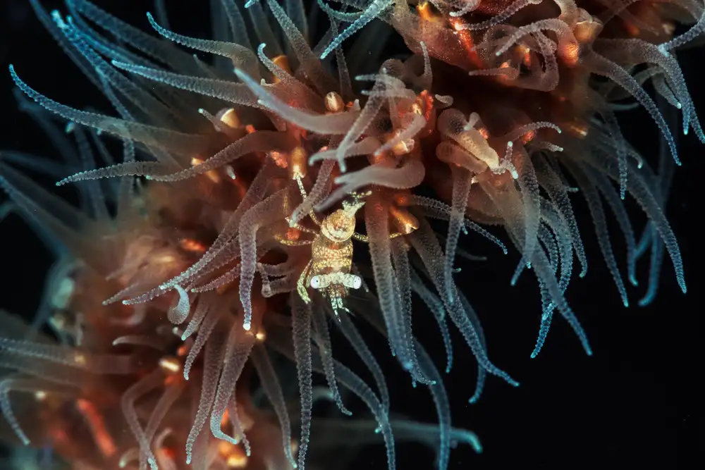 Gabriel, Barathieu: Zanzibar whip coral shrimp