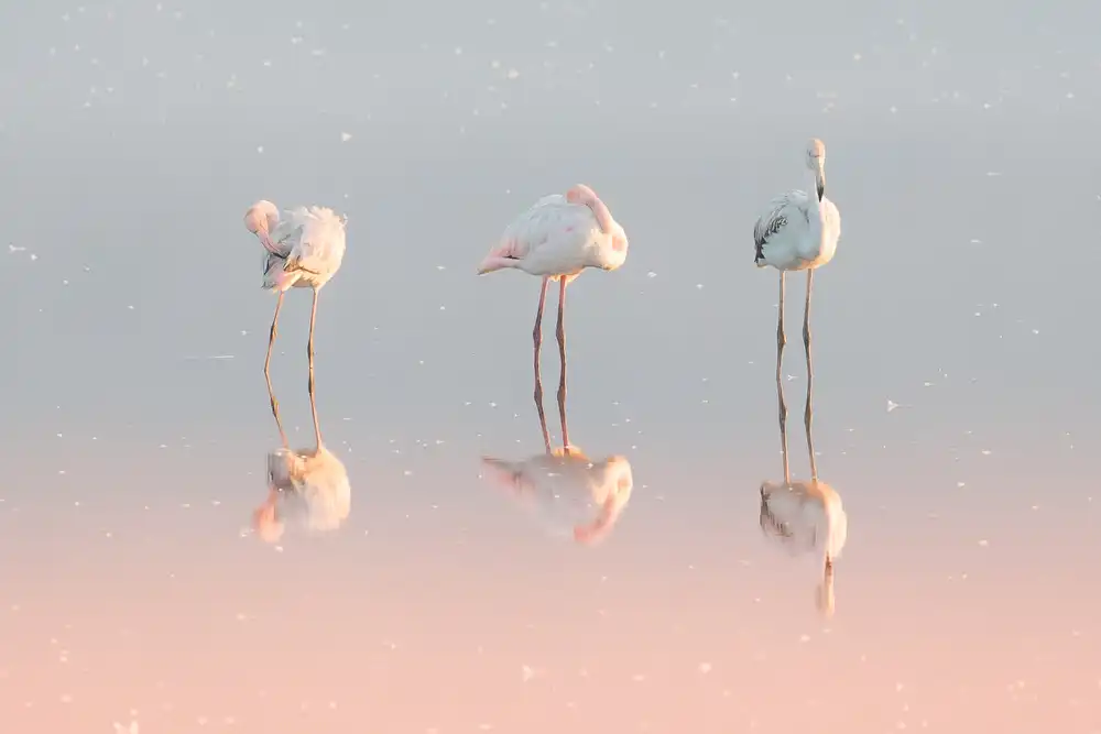 Rublina, Natalia: Three flamingos ...