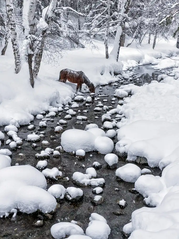 Zhu, Hua: Drinking in snow