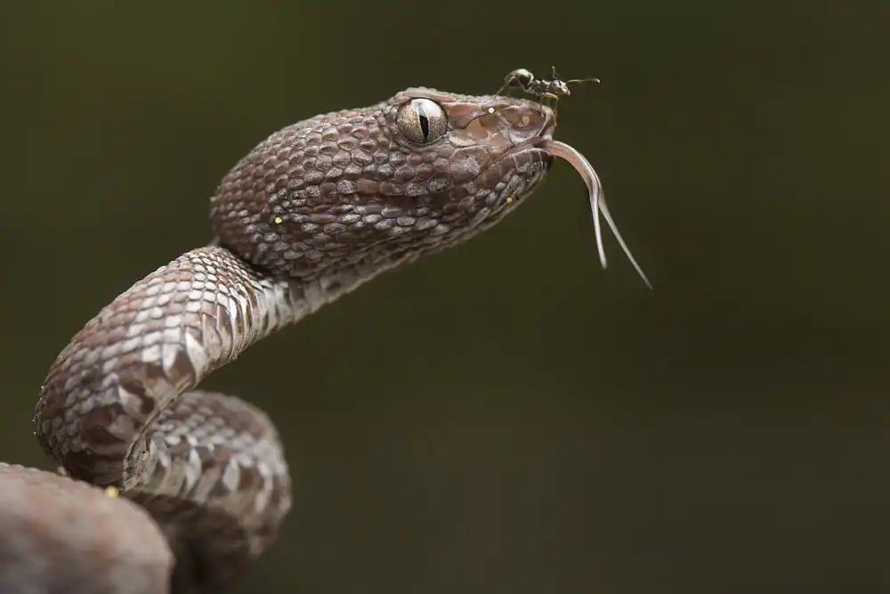Hakonsen, Thor: Trimeresurus purpureomaculatus and Formicidae (ant)
