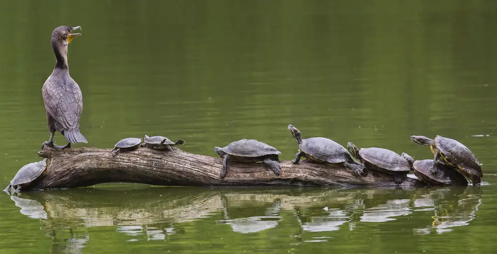 Castellano, Michael: The Turtle King