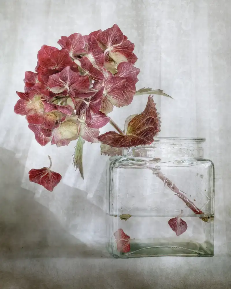 Disher, Mandy: Hortensia