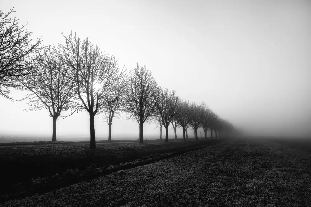 Staelens, Christophe: Losing sight