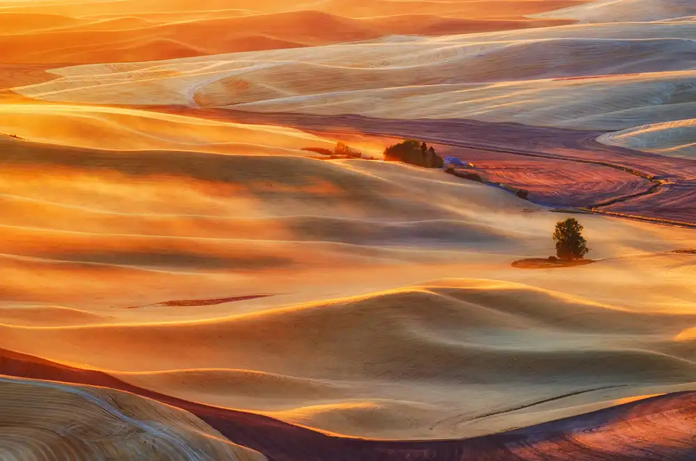 Jacobs, Lydia: Palouse d'Oro
