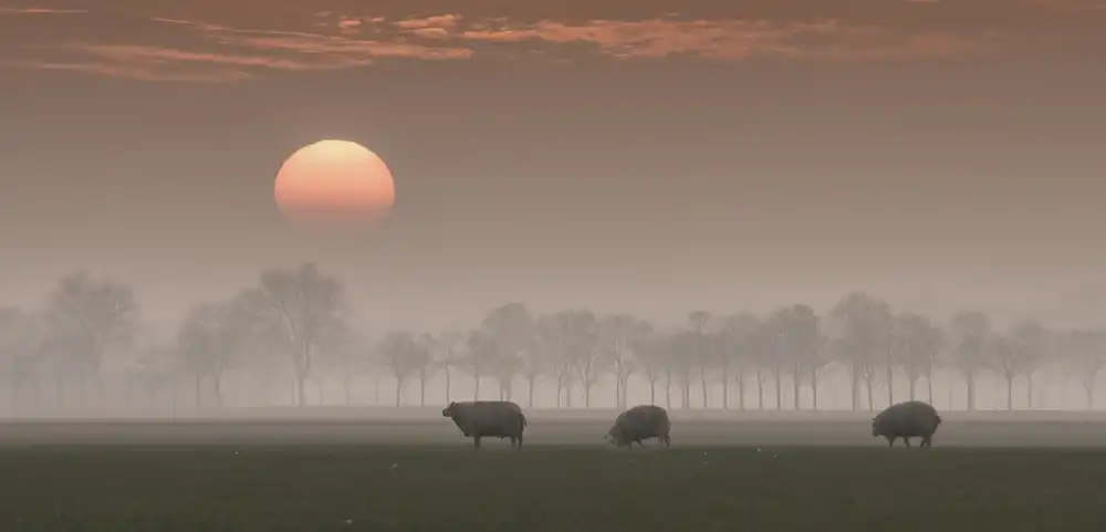 Bosch, den Gert: Sunset