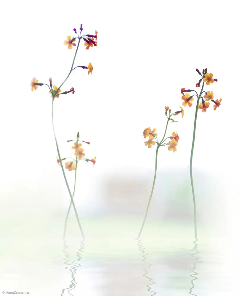 Cseresnjes, Anna: piccolo fiore....