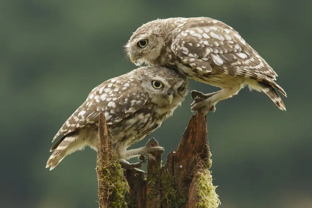 Meswani, Prashant: Comforting Little Owls