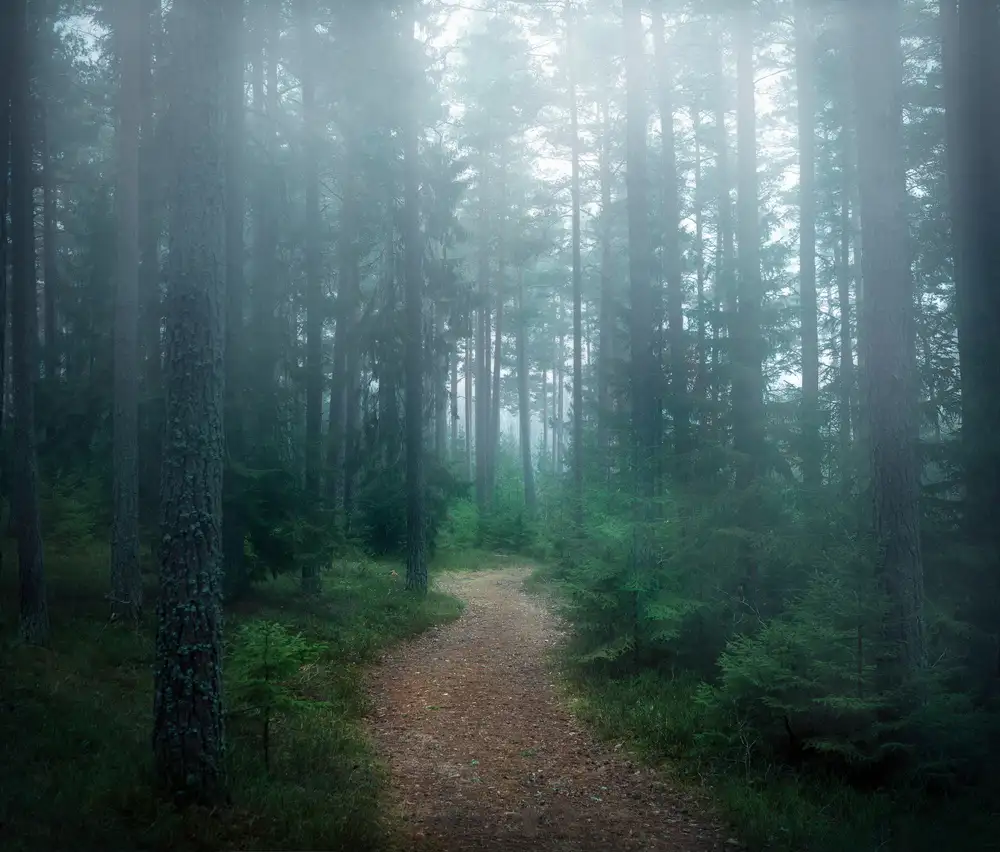 Lindsten, Christian: The forest of secrets