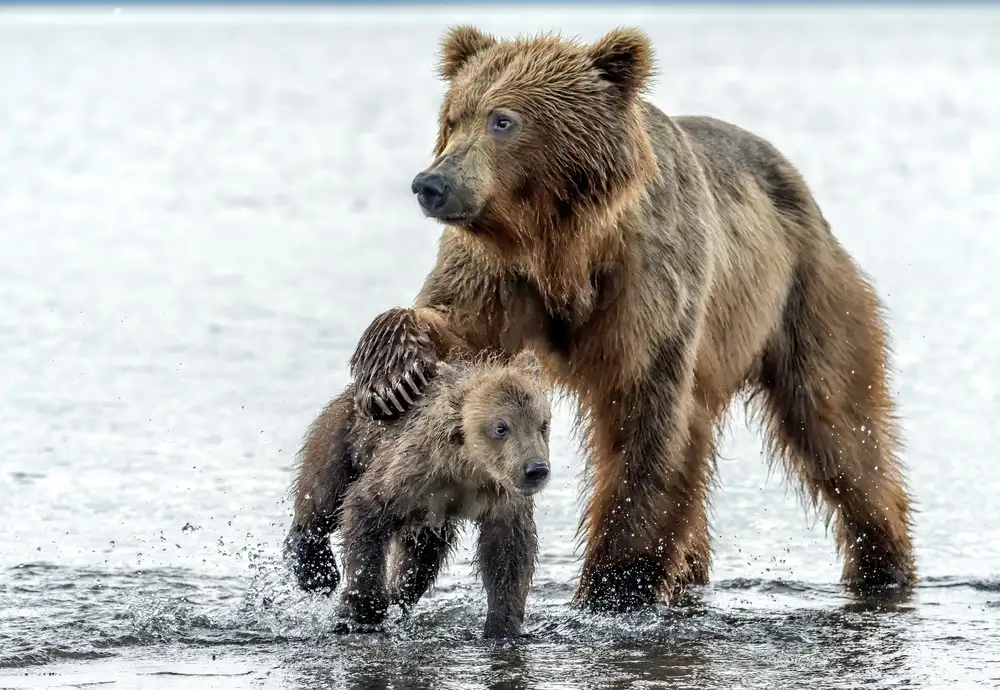 DAmico, Giuseppe: Love and firmness - kamchatka, Russia