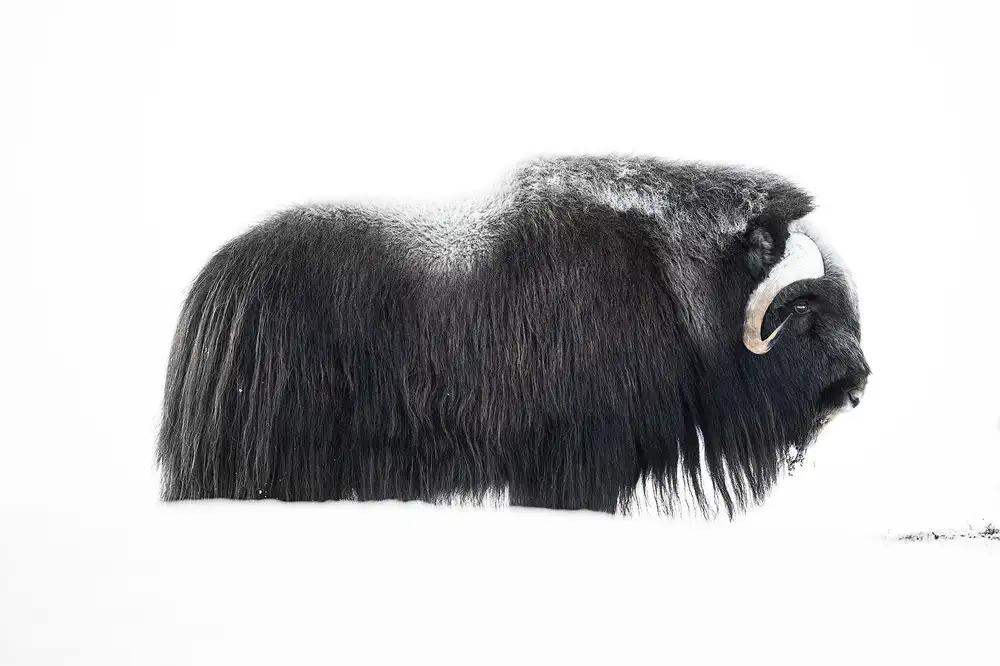 Marchegiani, Roberto: Muskox