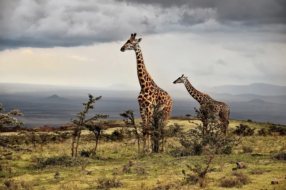 DAmico, Giuseppe: Giraffa