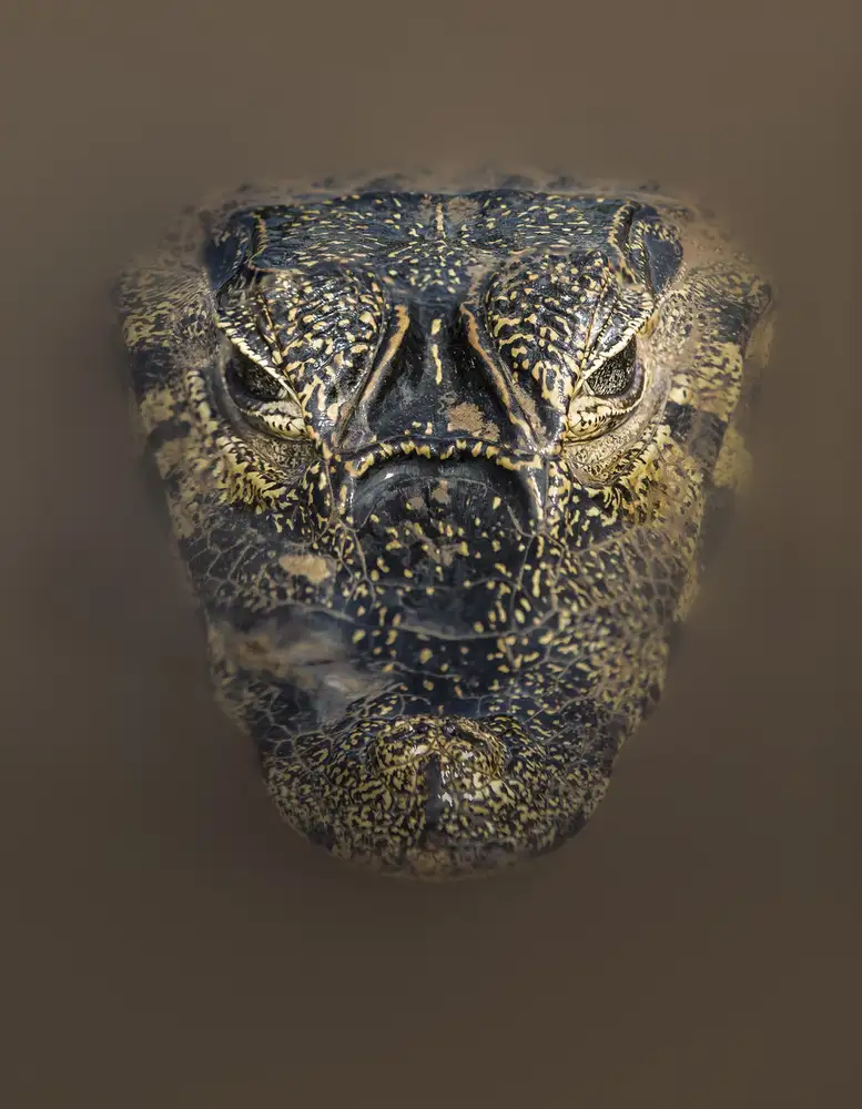 Barsh, Greg: Masque de boue