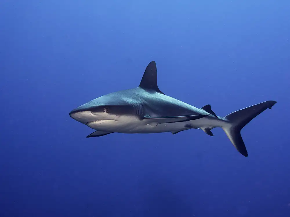 Tov, Ben Ilan: Grey Reef Shark  (Carcharhinus amblyrhynchos)