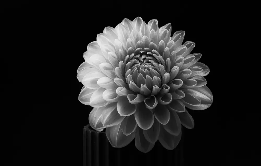 Grønkjær, Lotte: Dahlia