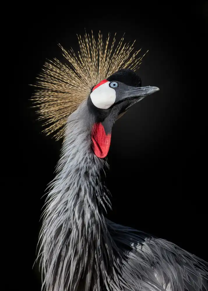 Fegari: The Queen