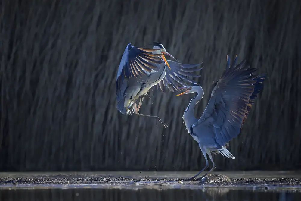 Chang, Phillip: Grey heron
