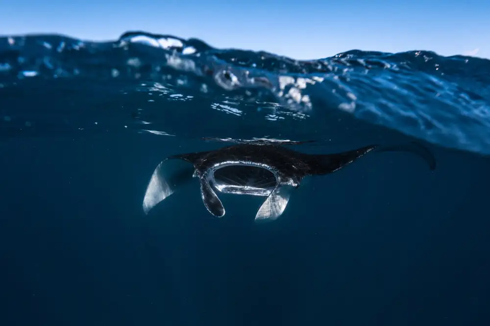 Gabriel, Barathieu: Manta ray