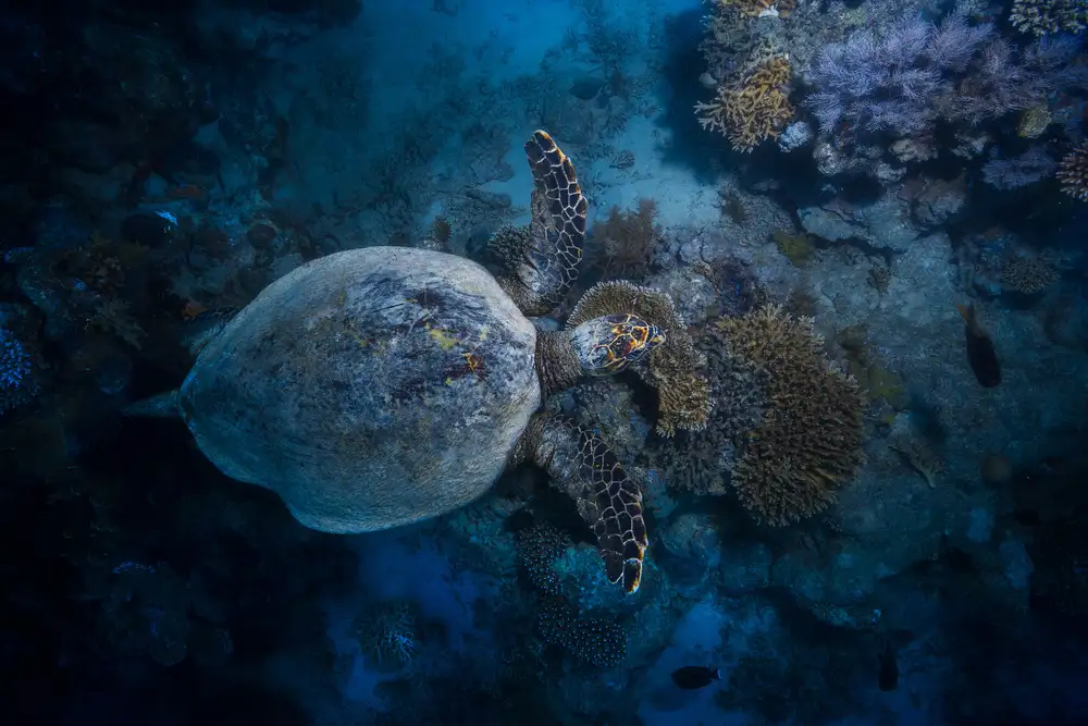Gabriel, Barathieu: Tortue imbriquée