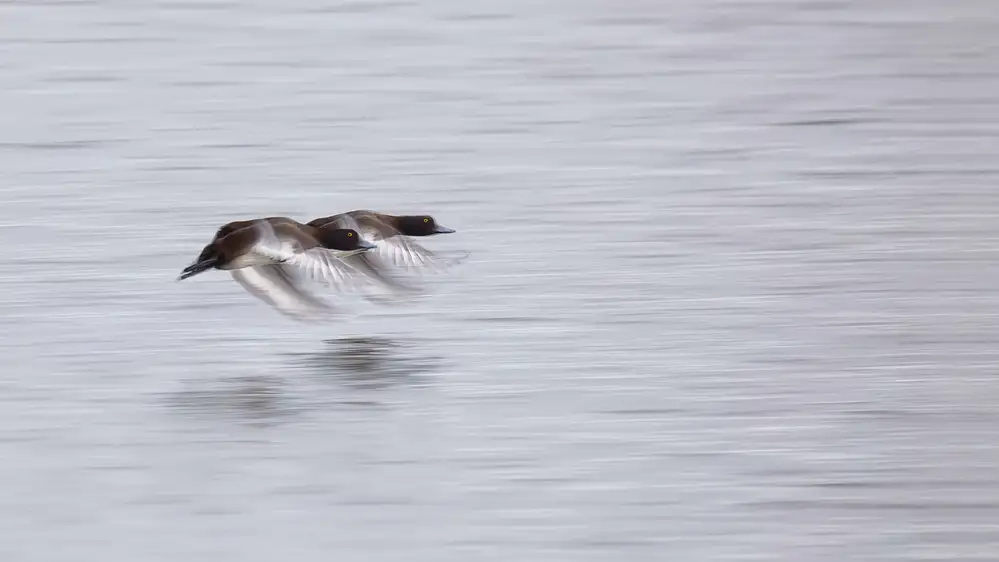 Mahony, O Kieran: Two Tufted Duck