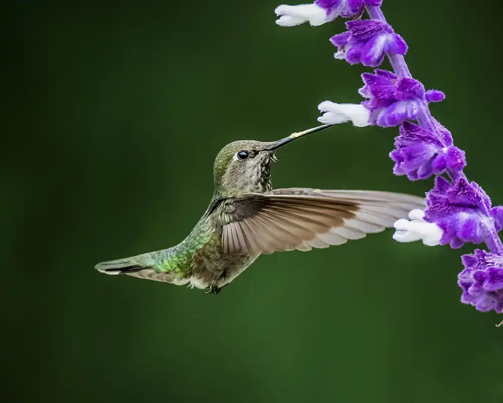 Yang, H David: Black-chinned Hummingbird