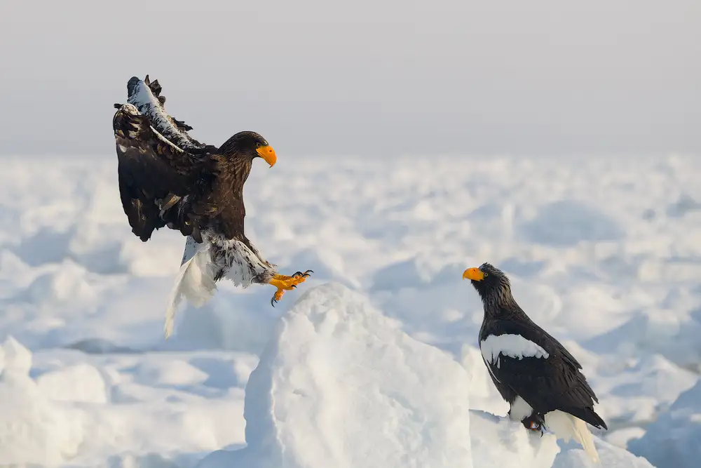 Marchegiani, Roberto: Sea Eagle