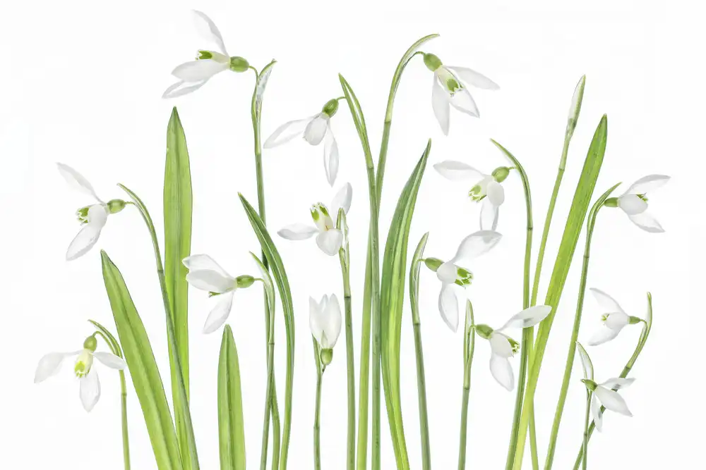 Disher, Mandy: Premiers perce-neige
