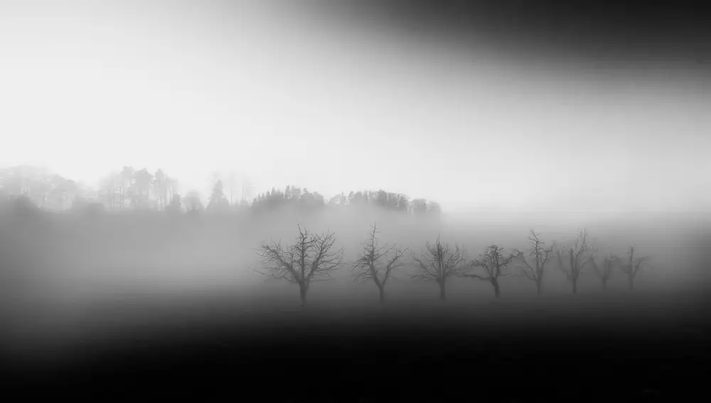 Keller, Nic: Eight trees in the mist