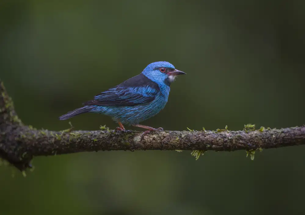 Barsh, Greg: Simply Blue