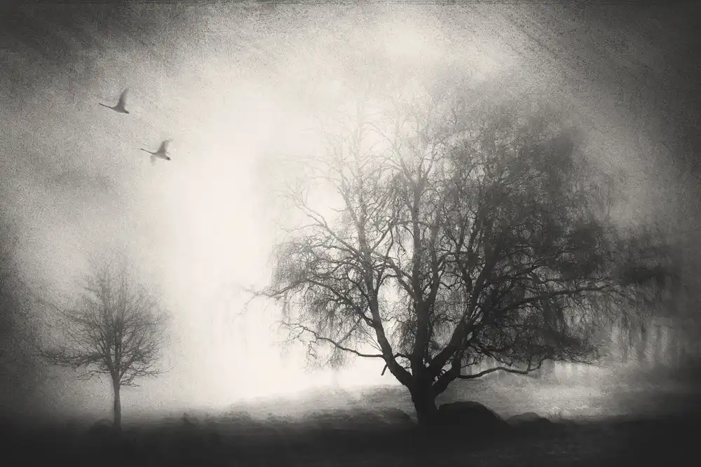 Davidsson, Gustav: Morning Mood