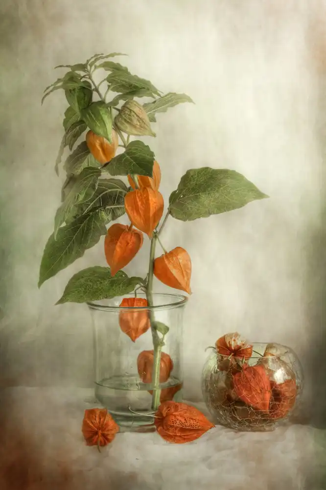 Disher, Mandy: Lanterns