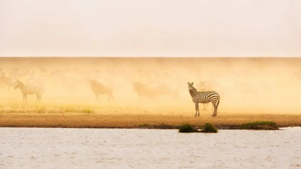 Alnaser, Mohammed: Tohle je Ndutu