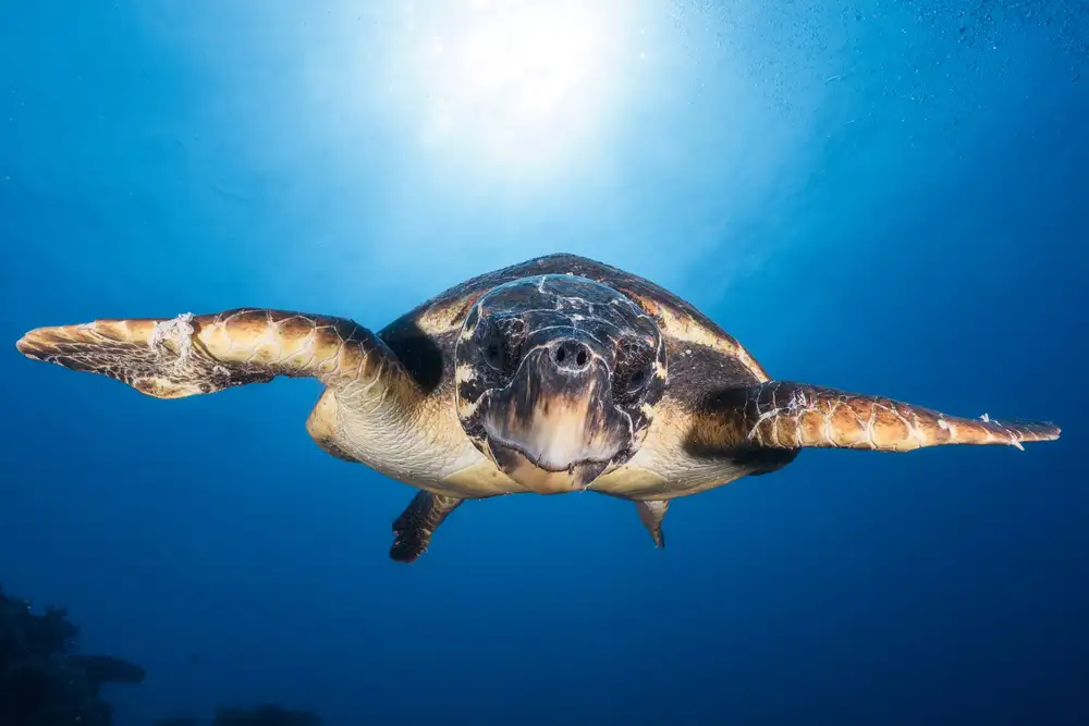 Gabriel, Barathieu: Face à face avec une tortue imbriquée