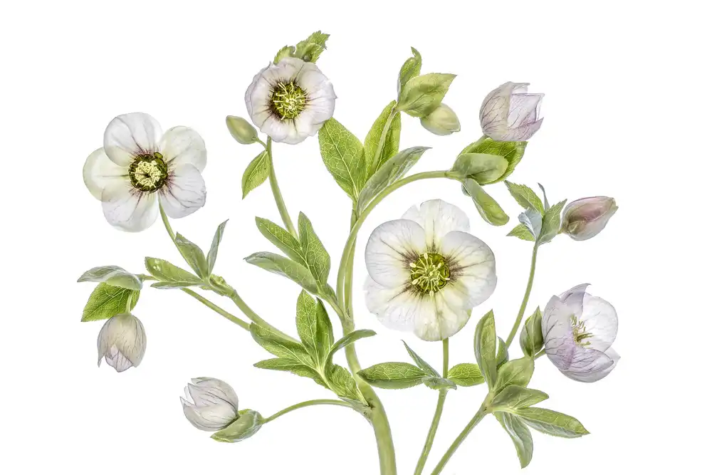Disher, Mandy: Hellebore